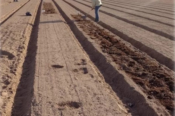 Rendimientos mayores al guano tradicional