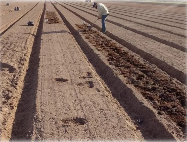 Rendimientos mayores al guano tradicional Rendimientos mayores al guano tradicional