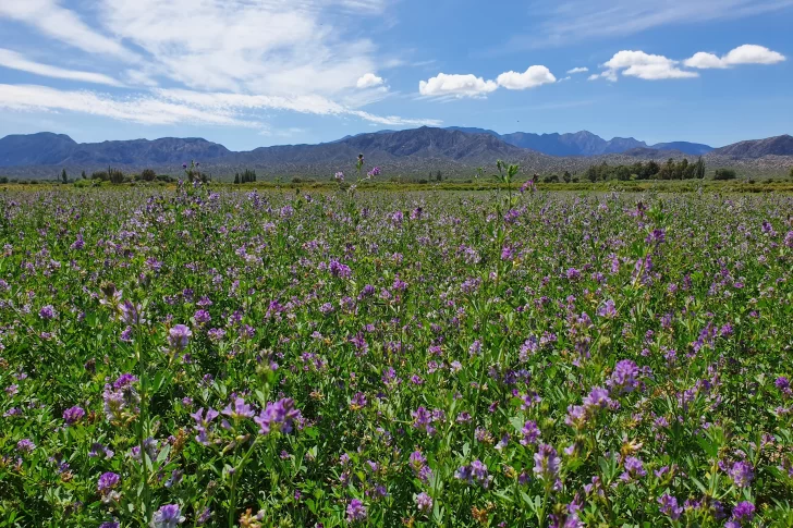 Ejemplo de preservación del suelo con manejo racional de potreros