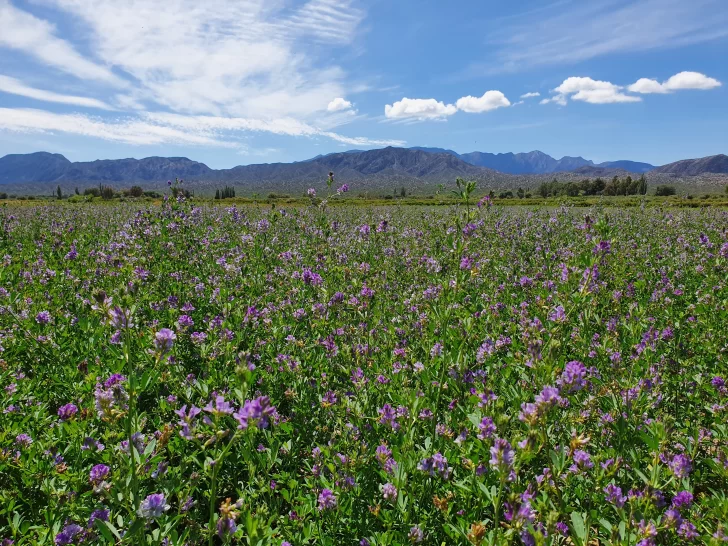 Ejemplo de preservación del suelo con manejo racional de potreros Ejemplo de preservación del suelo con manejo racional de potreros