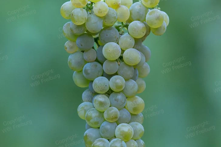 Nuevas variedades de vid PIWI, ¿Cepas para vinos del futuro?