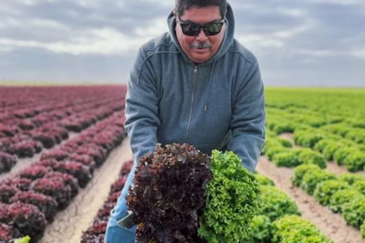 Abandonan tierras con cultivos ecológicos