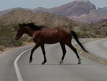Un motociclista sufrió una quebradura de pierna tras chocar con un caballo Un motociclista sufrió una quebradura de pierna tras chocar con un caballo