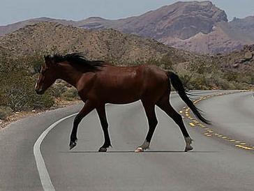 Un motociclista sufrió una quebradura de pierna tras chocar con un caballo Un motociclista sufrió una quebradura de pierna tras chocar con un caballo