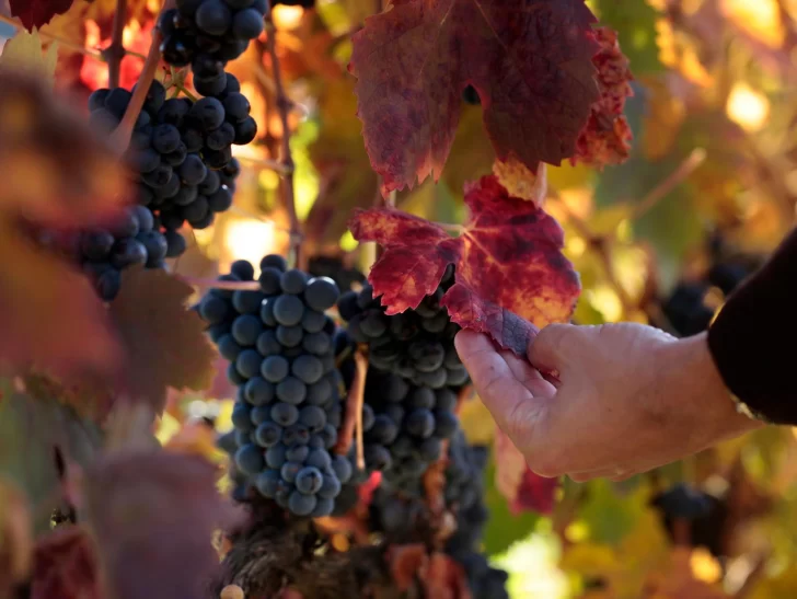 Cambios en la ley ómnibus: las 35 economías regionales que tendrán retención cero Cambios en la ley ómnibus: las 35 economías regionales que tendrán retención cero