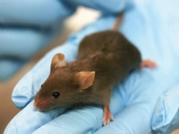 Laboratorio chino creó una cepa mutante de Covid-19 que es 100% mortal