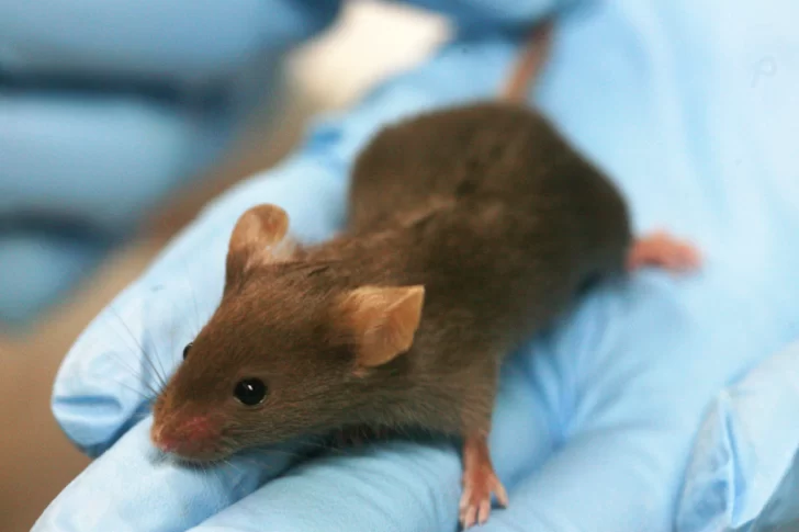 Laboratorio chino creó una cepa mutante de Covid-19 que es 100% mortal