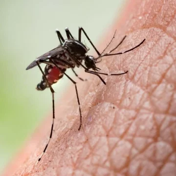 Dengue: ya hubo más de 11.800 infecciones en enero y hay circulación autóctona en 14 provincias Dengue: ya hubo más de 11.800 infecciones en enero y hay circulación autóctona en 14 provincias