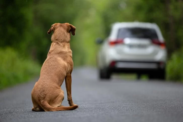 Una mujer perdió el control de su vehículo por esquivar a un perro y terminó en un zanjón
