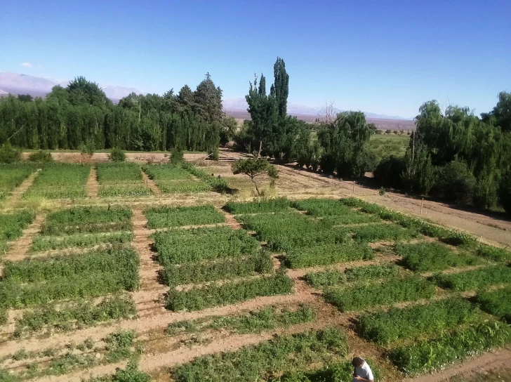 Promocionan la quinoa en valles, como una alternativa alimentaria Promocionan la quinoa en valles, como una alternativa alimentaria