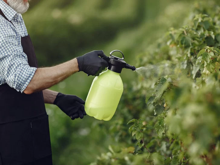 Invasión de bichos Invasión de bichos