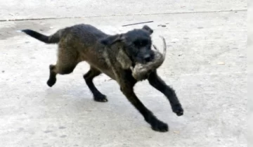 VIDEO: Jorge Macri daba una conferencia y una rata generó un enorme revuelo