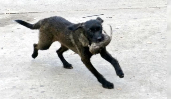 VIDEO: Jorge Macri daba una conferencia y una rata generó un enorme revuelo