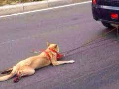 Detienen a un hombre que con su auto arrastraba a su perro con una soga Detienen a un hombre que con su auto arrastraba a su perro con una soga