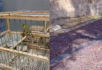 Cuatro detenidos y secuestro de pasas, gamelas, un arma y pájaros en peligro de extinción