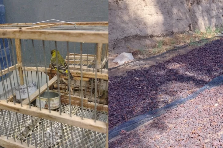 Cuatro detenidos y secuestro de pasas, gamelas, un arma y pájaros en peligro de extinción