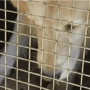 Persecución, tiros y droga: un joven terminó detenido con 70 envoltorios de cocaína Persecución, tiros y droga: un joven terminó detenido con 70 envoltorios de cocaína