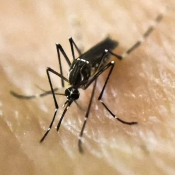 Dengue: los ministros de Salud del país evaluarán la incorporación de la vacuna recién para 2025