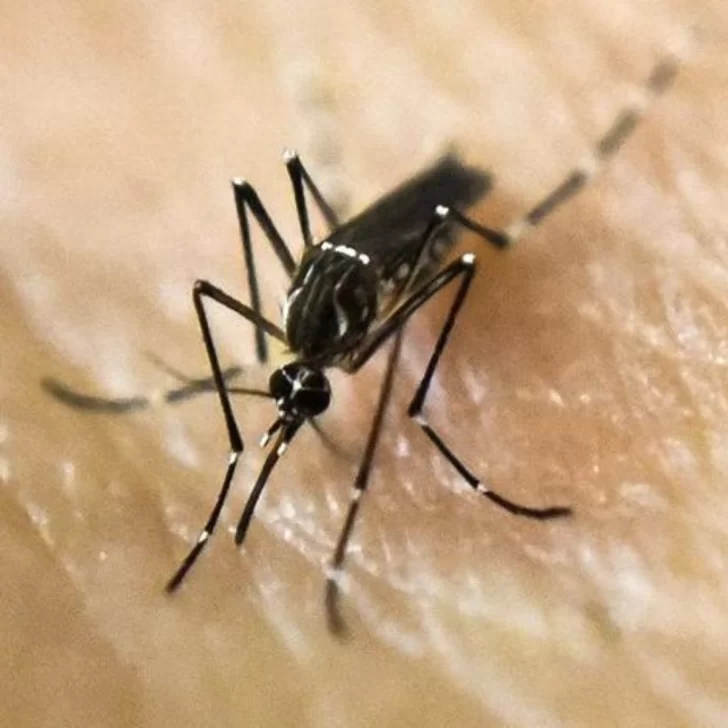 Dengue: los ministros de Salud del país evaluarán la incorporación de la vacuna recién para 2025 Dengue: los ministros de Salud del país evaluarán la incorporación de la vacuna recién para 2025