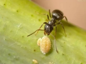 Virus de la vid Virus de la vid