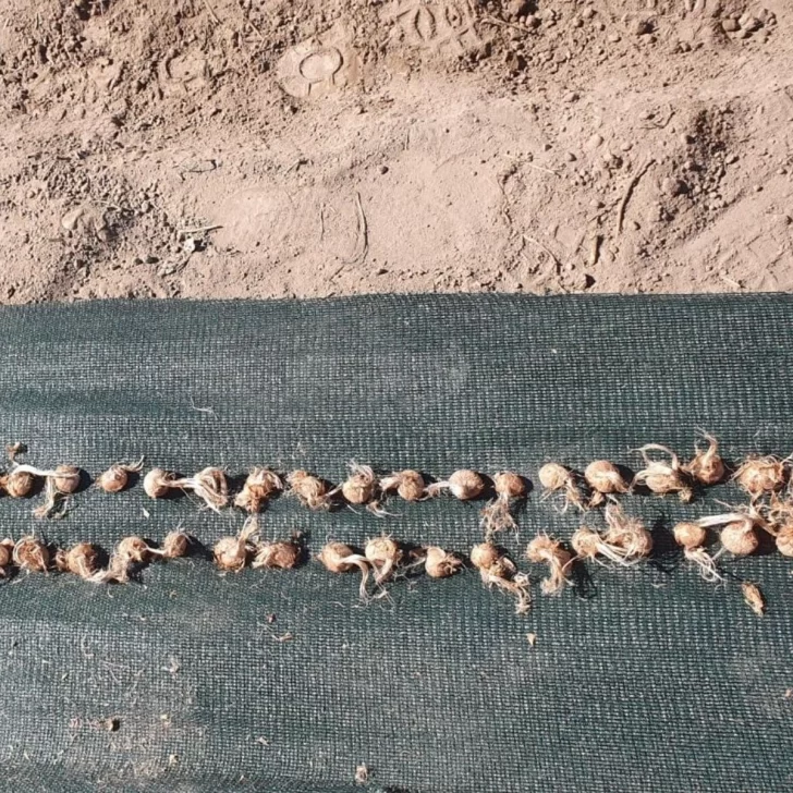 Plantan bulbos de azafrán y suman lote con riego por goteo Plantan bulbos de azafrán y suman lote con riego por goteo