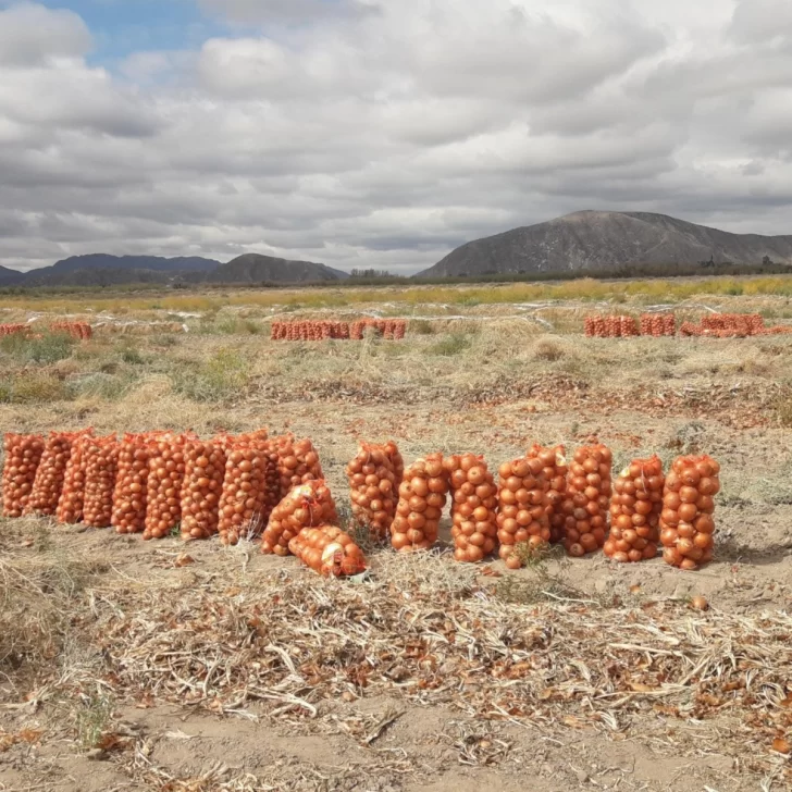 Aumentó el precio de la cebolla, en un tiempo complejo del agro Aumentó el precio de la cebolla, en un tiempo complejo del agro