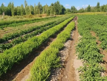 f3p6_verde_crop1711758832119.jpg_2061873324-728x548