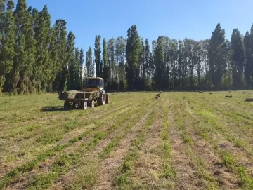 f4p6_verde_crop1711758801989.jpg_2061873324-728x548