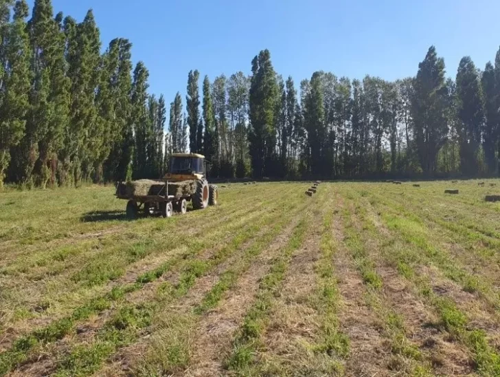 f4p6_verde_crop1711758801989.jpg_2061873324-728x548