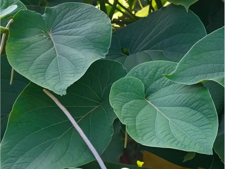 Hierba Santa Hierba Santa