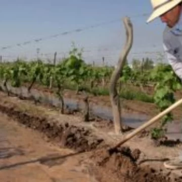 Paritaria vitivinícola: el sueldo de un empleado de viña se iría a $480.000 Paritaria vitivinícola: el sueldo de un empleado de viña se iría a $480.000