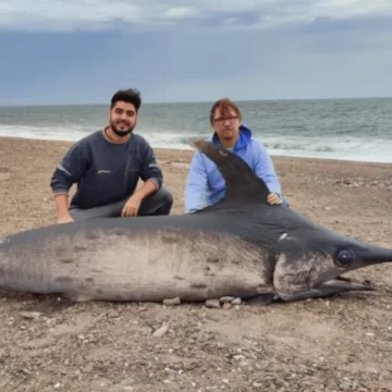 Hallaron un pez espada de casi 300 kilos en la costa de Chubut Hallaron un pez espada de casi 300 kilos en la costa de Chubut