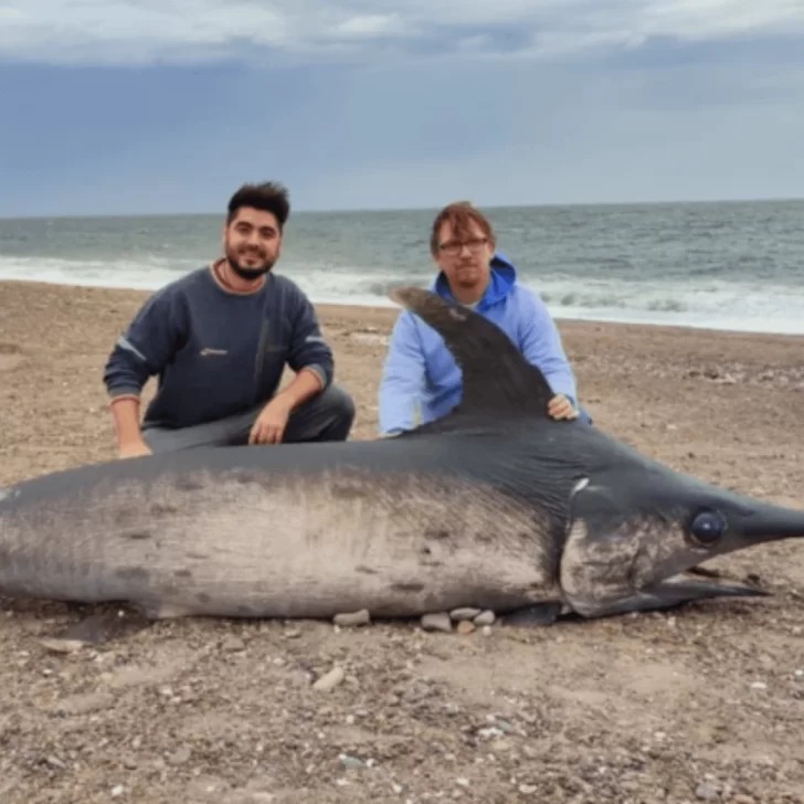 Hallaron un pez espada de casi 300 kilos en la costa de Chubut Hallaron un pez espada de casi 300 kilos en la costa de Chubut