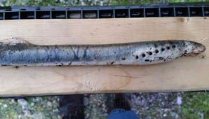 “Peces vampiro “Peces vampiro