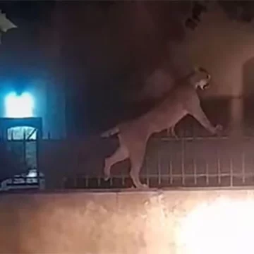 Video: pánico total por un puma suelto en las calles de Necochea
