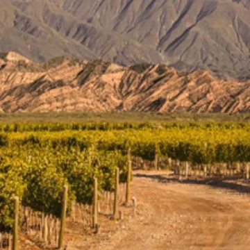 Viñateros no creen que el vino importado tire abajo el precio de la uva, pero están alerta Viñateros no creen que el vino importado tire abajo el precio de la uva, pero están alerta