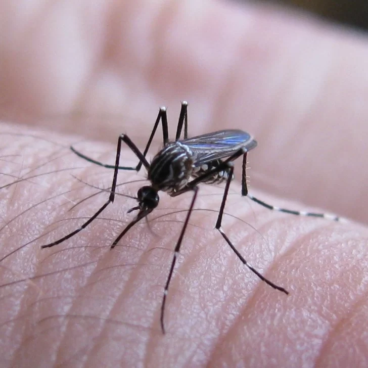 Confirman la segunda muerte por dengue en San Juan: una mujer de 72 años