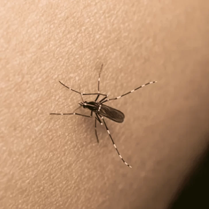 Dengue en San Juan: en 24 horas creció casi 20% el número de casos