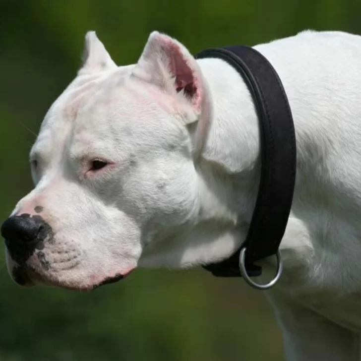 A metros de un chocolate por el Día del Niño, un dogo atacó a una nena: la tuvieron que operar