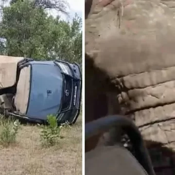 [VIDEO] Una mujer de 80 años murió al ser embestida por un elefante
