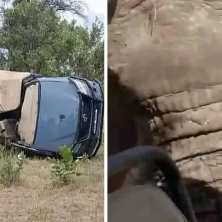 [VIDEO] Una mujer de 80 años murió al ser embestida por un elefante