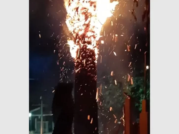 VIDEOS: dos mujeres incendiaron una palmera y casi se prende fuego una casa