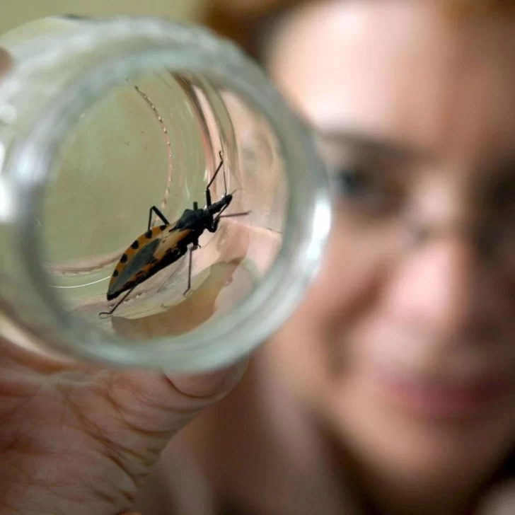 Mal de Chagas: crece el contagio de madre a hijo