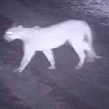 Revuelo en una zona semirural de Pocito por un supuesto puma suelto: el inquietante video