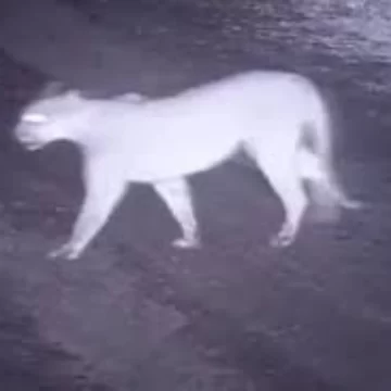 Revuelo en una zona semirural de Pocito por un supuesto puma suelto: el inquietante video Revuelo en una zona semirural de Pocito por un supuesto puma suelto: el inquietante video