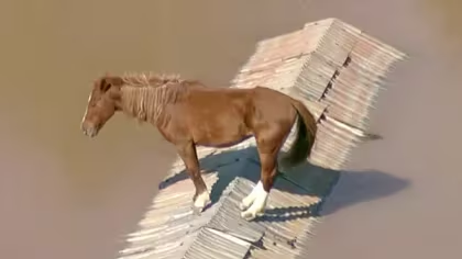 Un caballo quedó atrapado en un techo por las inundaciones y montaron un operativo para rescatarlo Un caballo quedó atrapado en un techo por las inundaciones y montaron un operativo para rescatarlo