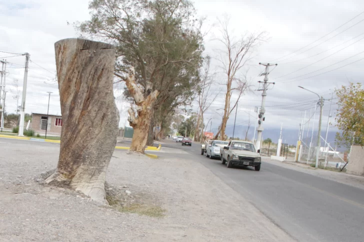 Rivadavia: aprovecharán el operativo de poda para relevar los árboles secos