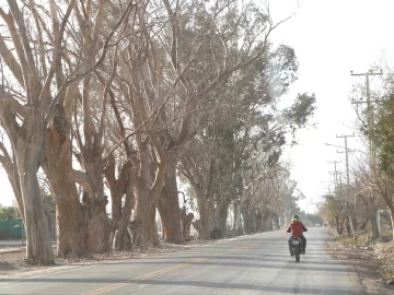 OPI-ARBOLES-1-728x546