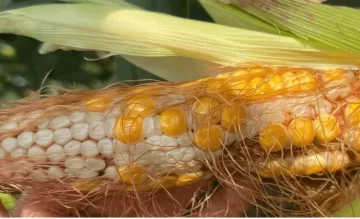 Chicharrita del maíz: arman defensa contra un nuevo ataque de la plaga