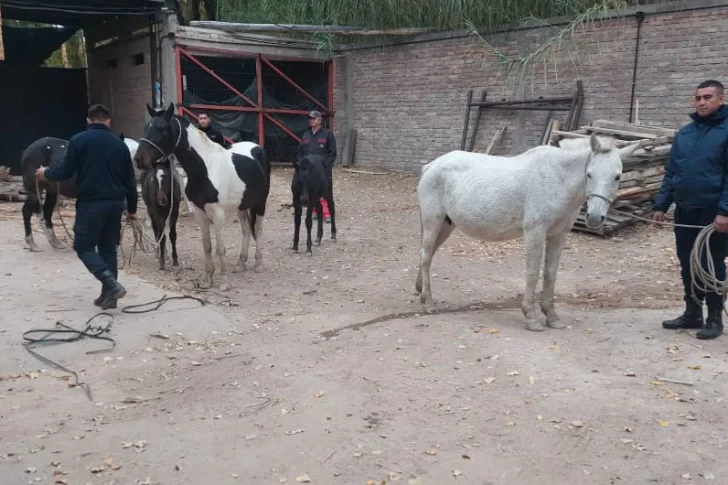 Peligro en la ruta: la Policía trasladó a 8 equinos sueltos